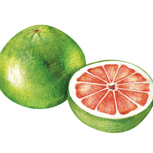 Realistic artwork with the title 'Traditional Botanical Illustration'