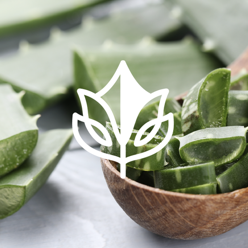 Photo design with the title 'aloe'