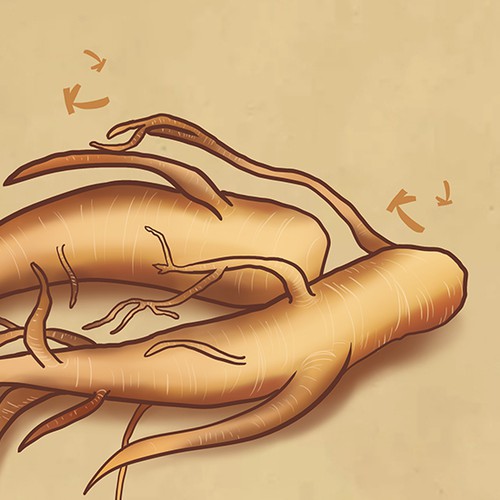 Vegetable artwork with the title 'Ginseng Illustration'