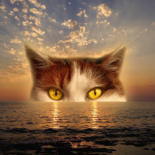 Sea artwork with the title 'Sunset cat'