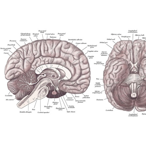Education artwork with the title 'Vintage brain diagram poster'