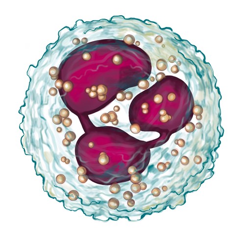 Graphic illustration artwork with the title 'A neutrophil'