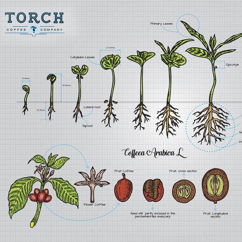 Line drawing design with the title 'Hand Drawn Illustration'