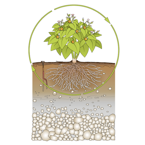 Botanical illustration with the title 'Infographic Healthy Plant Growth'