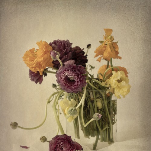 Zoom design with the title 'Website Migration to Squarespace'