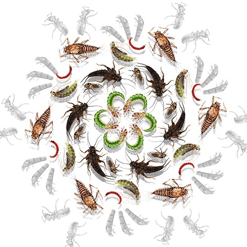 Insect design with the title 'Greeting card design'