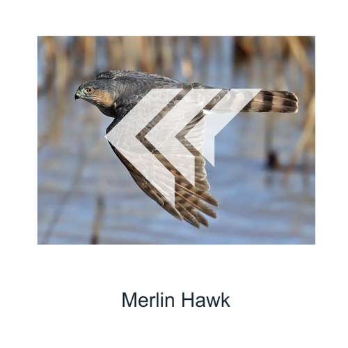 Aerospace logo with the title 'Merlin Labs Logo'