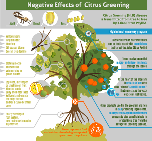 Citrus design with the title 'Sick / Healthy Citrus Tree Illustration'