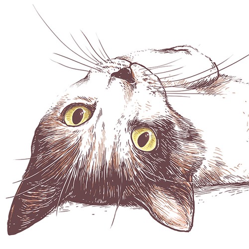 T-shirt with the title 'The cat'