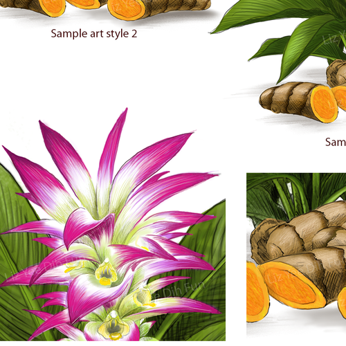 Herbal packaging with the title 'turmeric-curcumin illustration'