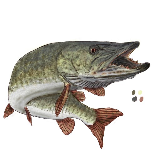 Fishing artwork with the title 'Fishing/Hunting Patch Designs (BASS, MUSKY, TROUT, BUCK)'
