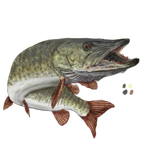 Realistic artwork with the title 'Fishing/Hunting Patch Designs (BASS, MUSKY, TROUT, BUCK)'