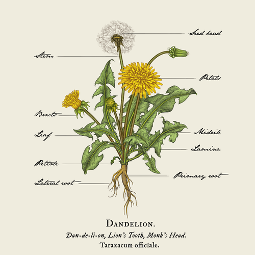 Drawing illustration with the title 'Clinical looking illustration of Dandelion plant'