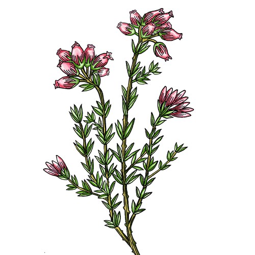 Unique artwork with the title 'Erica Tetralix tattoo'