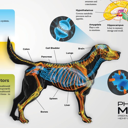 Anatomy artwork with the title 'Endocannabinoid System poster design'
