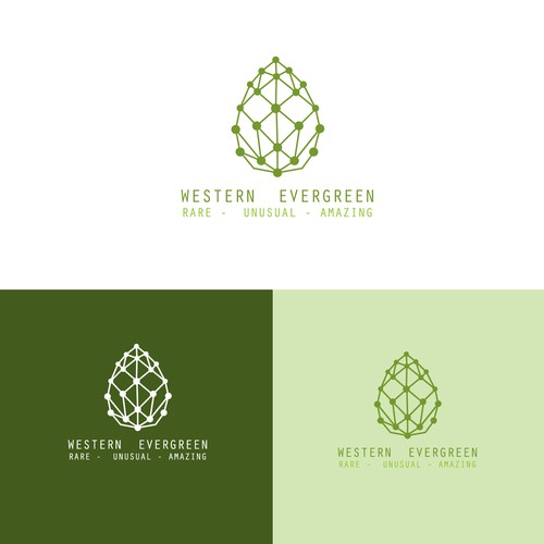 Evergreen design with the title 'Western Evergreen - Logo Redesign'