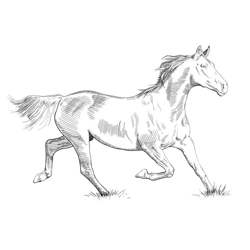 Horse artwork with the title 'proposta para ilustração de agricultura'