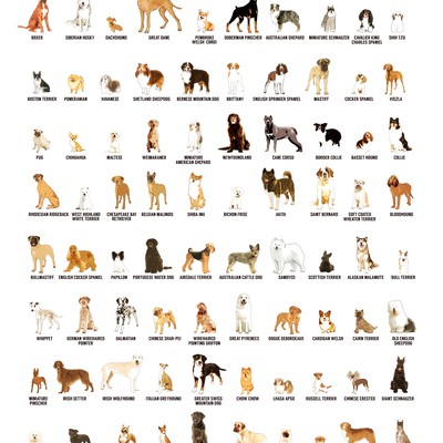 100 of the most popular dog breeds