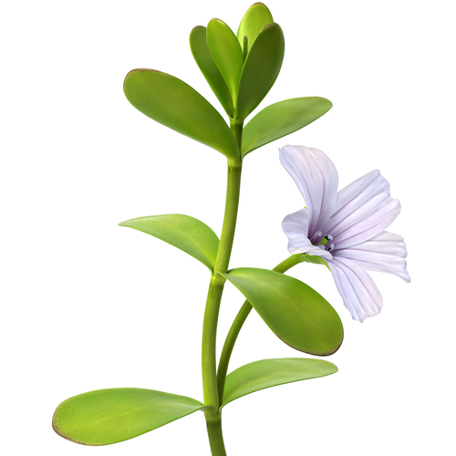 Rendering design with the title 'flower'