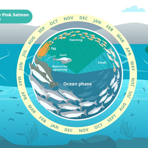 Environment artwork with the title 'Infographic Life Cycle of the Pink Salmon'