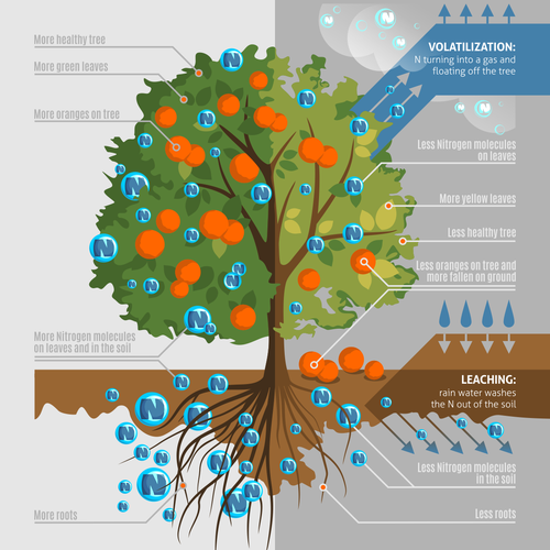 Citrus design with the title 'Illustrating how two different products effect the health of a citrus tree'