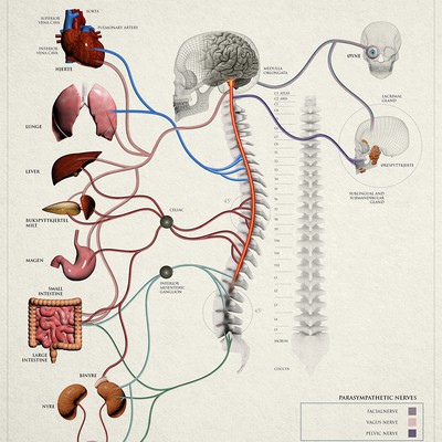 Spine and Nerve Chart Illustration for Patient Education.