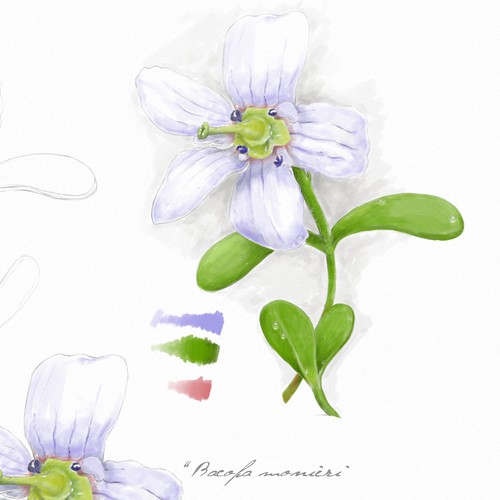 Plant illustration with the title 'Botanical illustration for medicine'