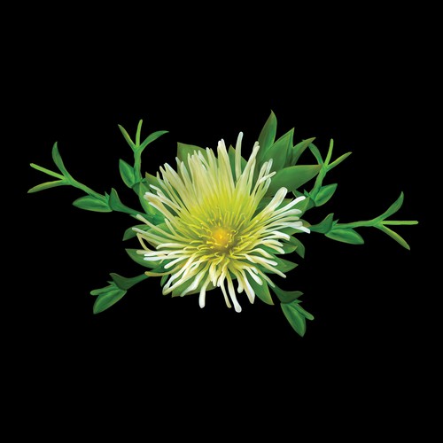 Realistic artwork with the title 'Painting Kanna Flower'