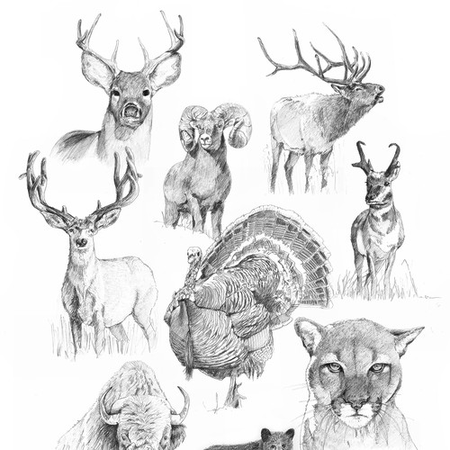 Pencil drawing design with the title 'Big Ten Animals'