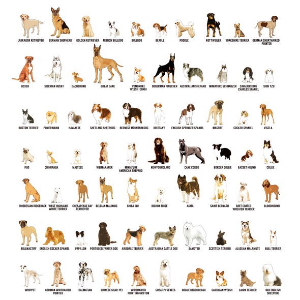Dog illustration with the title '100 of the most popular dog breeds'
