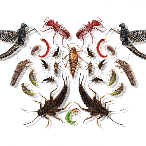 Insect design with the title 'Greeting card design'