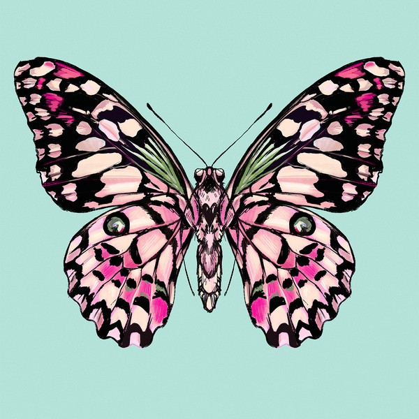 butterfly poster