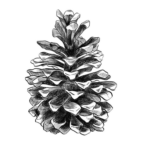 Pine Cone Tattoo Design Design by DesignBogdan