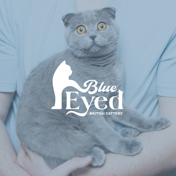 Blue Eyed . BRITISH CATTERY