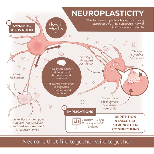Neuroplasticity Medical Illustration