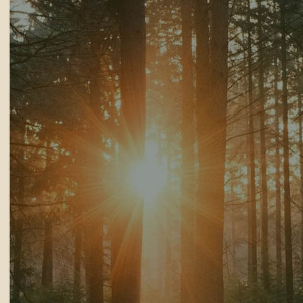 Optimisation of Vivienne Lorijn Psychotherapy