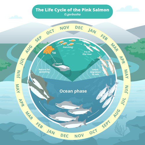 Pink salmon life cycle Design by noelsahelangi