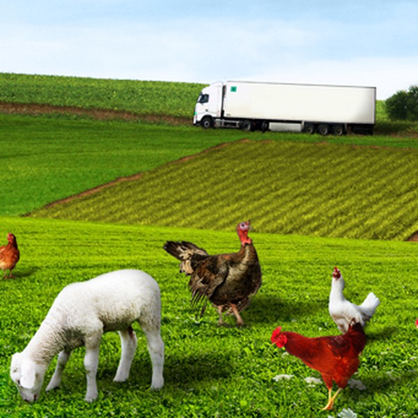 animals on farm for website banner