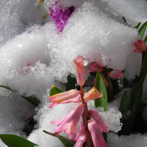 Design Rick Warren's New Book Cover Diseño de danielf