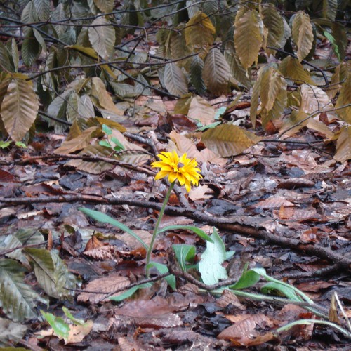 Design Rick Warren's New Book Cover Design by kdosh11