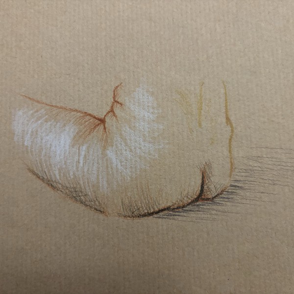 Nude colored Pencil sketch