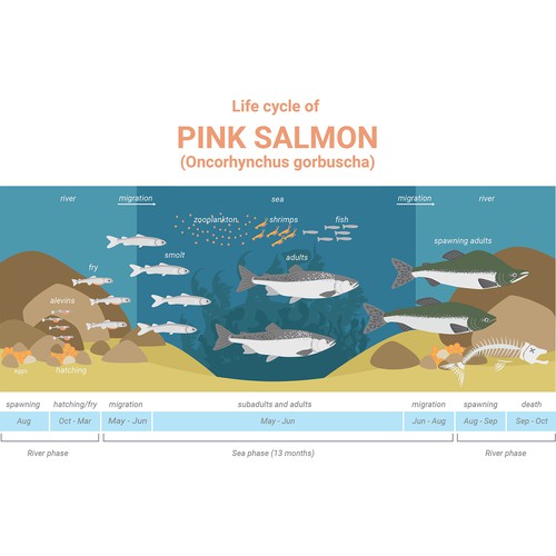 Pink salmon life cycle Design by VenetaTsenova