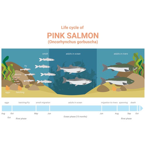 Pink salmon life cycle Design by VenetaTsenova