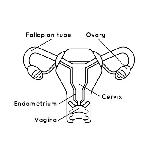 Gynecology Illustrations | Illustration or graphics contest