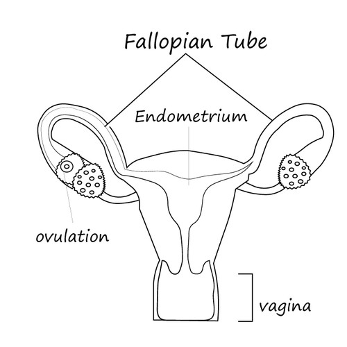 Gynecology Illustrations | Illustration or graphics contest