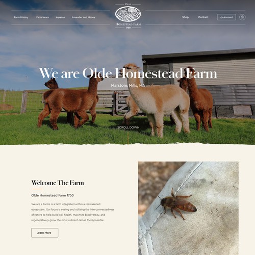 Designs | Olde Homestead Farm Website Design | Web page design contest