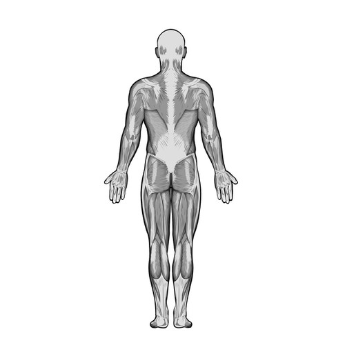 Full Body Muscle Diagram for professional massage charting ...