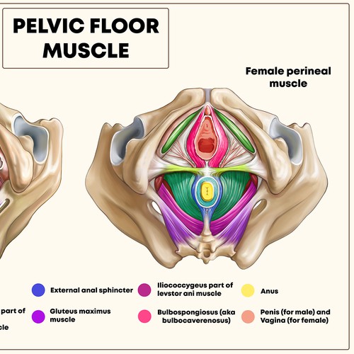 Pelvic floor muscles female