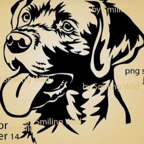 IMG_6217.jpeg