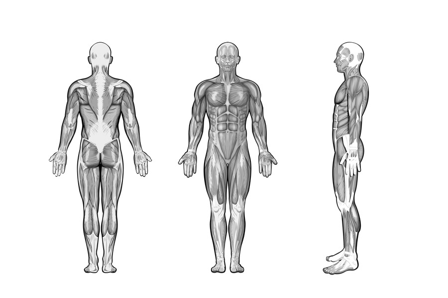 Full Body Muscle Diagram for professional massage charting ...